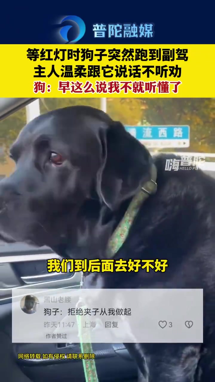 狗：早这么说我不就懂了！！