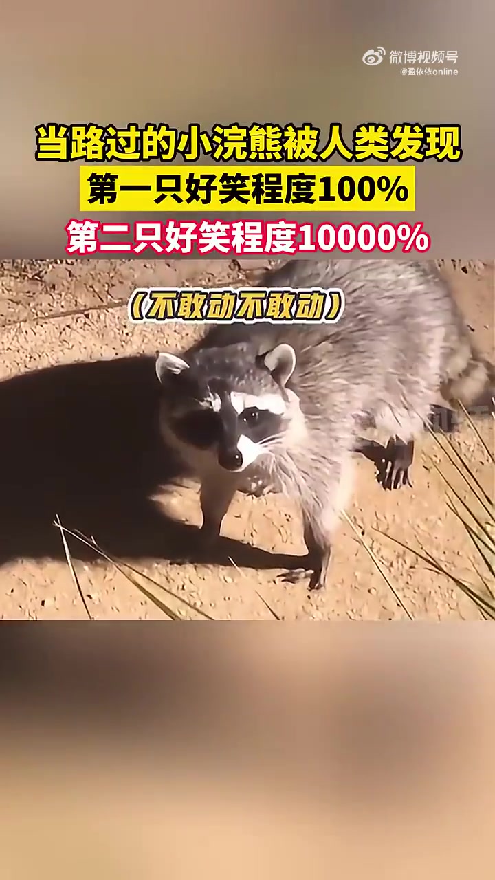 当路过的小浣熊被人类发现，第一只好笑程度100%！！