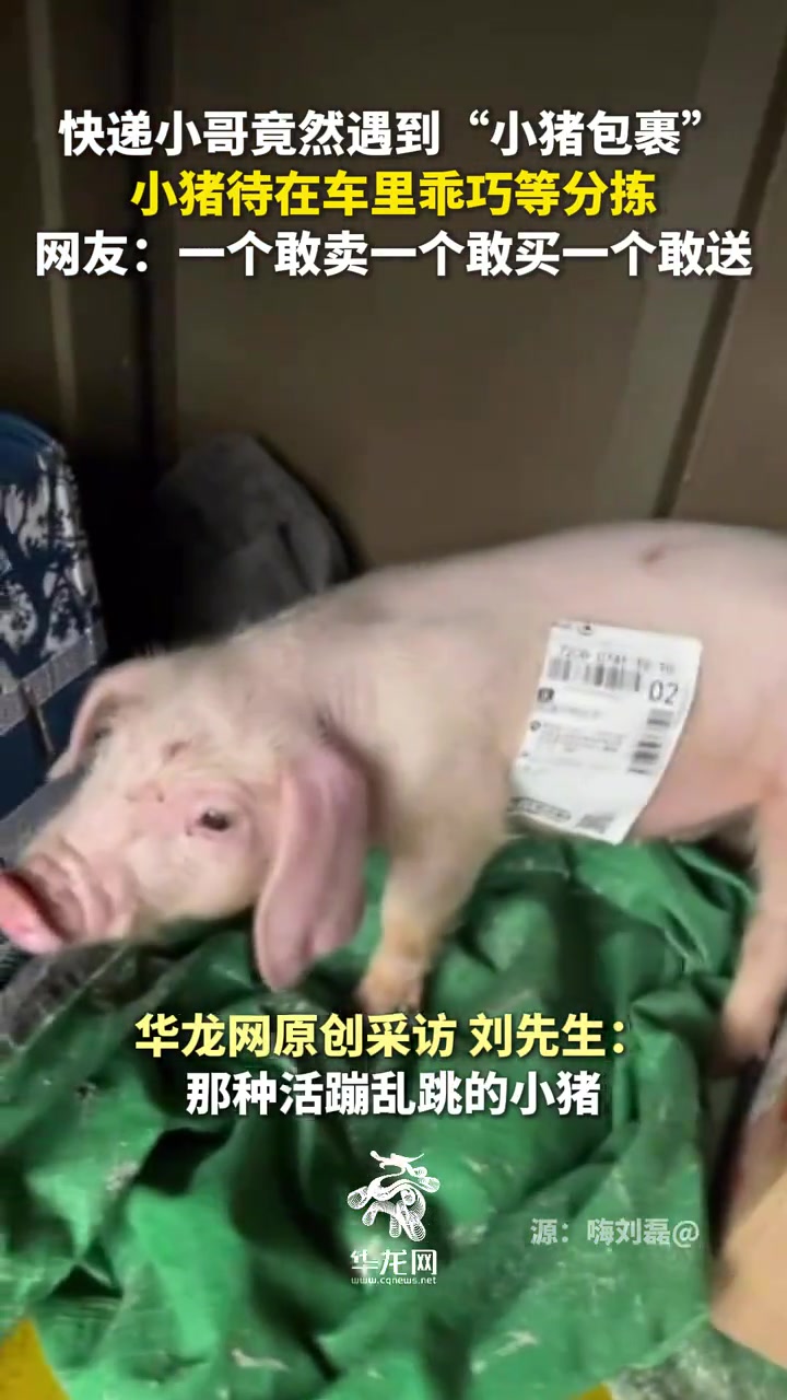 这年头快递都可以运猪了一个敢卖一个敢买一个敢送