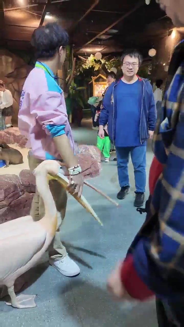 鹈鹕怎么这么皮啊什么都往嘴里塞！