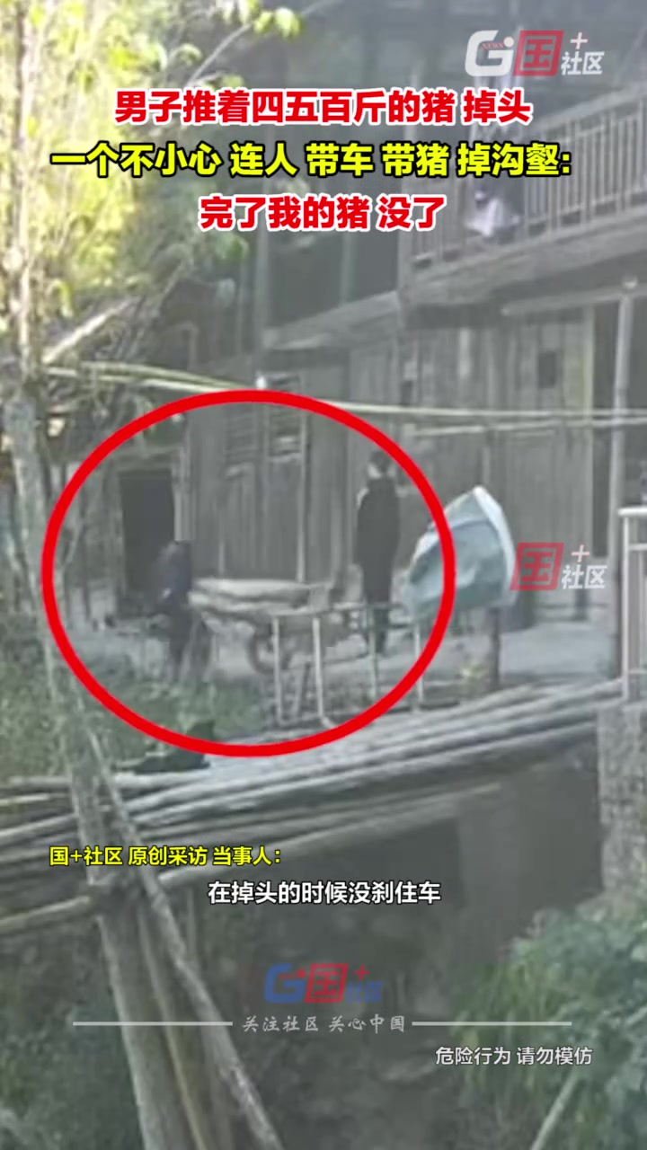 男子推着四五百斤的猪掉头瞬间连人带车带猪掉2米深沟壑