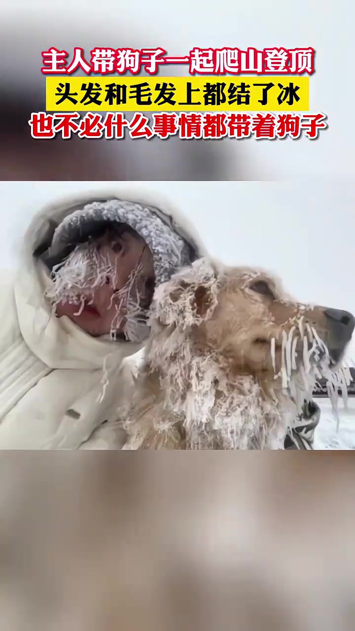 狗：你看我是狗还是仙