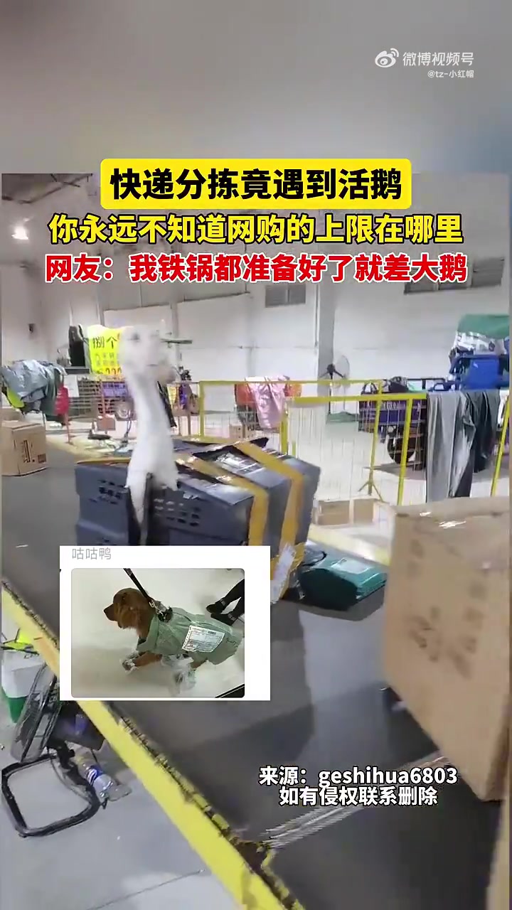 快递分拣竟遇到活鹅，你永远不知道网购的上限在哪里