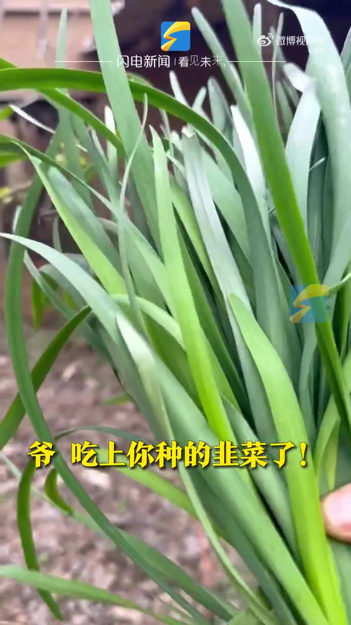 爷爷已经离开10年了，意外发现地里还有爷爷种的韭菜