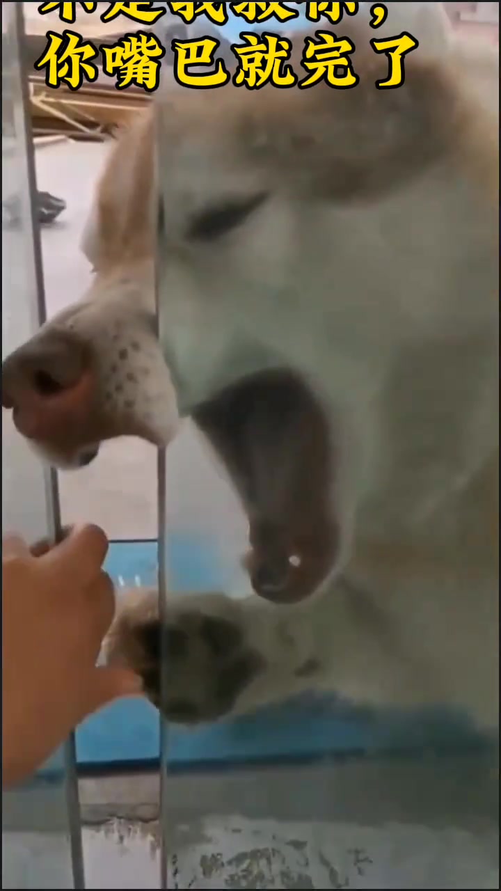 不是我救你，你嘴巴就完了