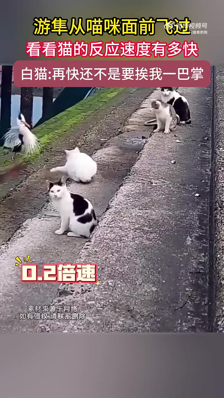 游隼从喵咪面前飞过，看看猫的反应速度有多快
