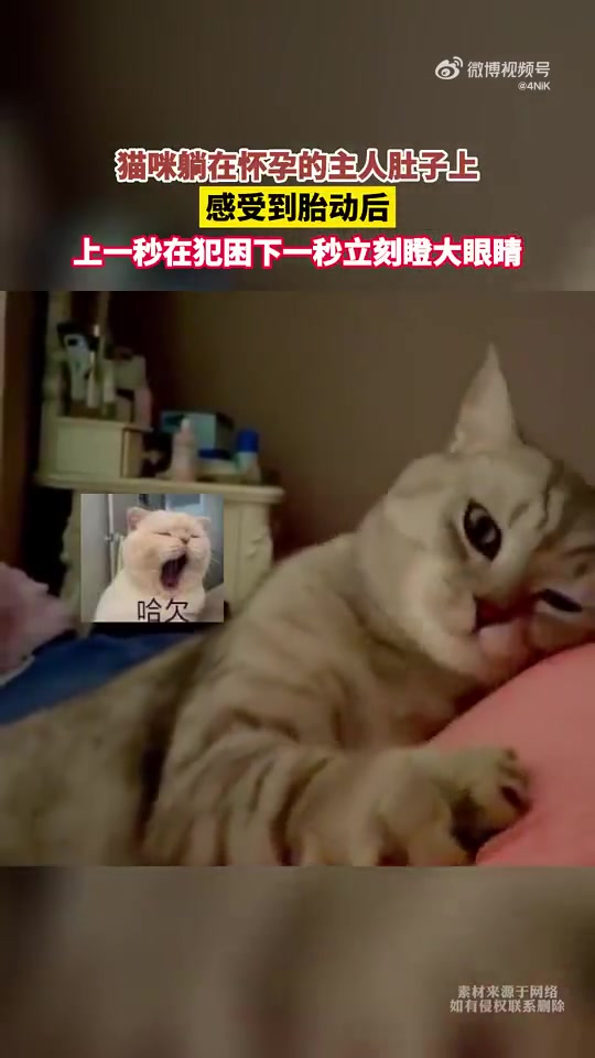 猫咪躺在杯孕的主人肚子上，感受到胎动后