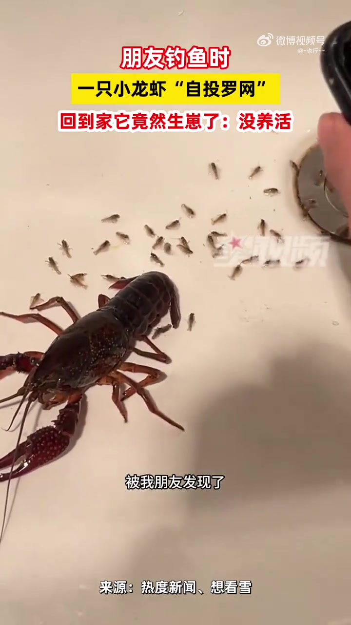 网友发视频：钓鱼时一只小龙虾“自投罗网”，回到家它竟然生崽了