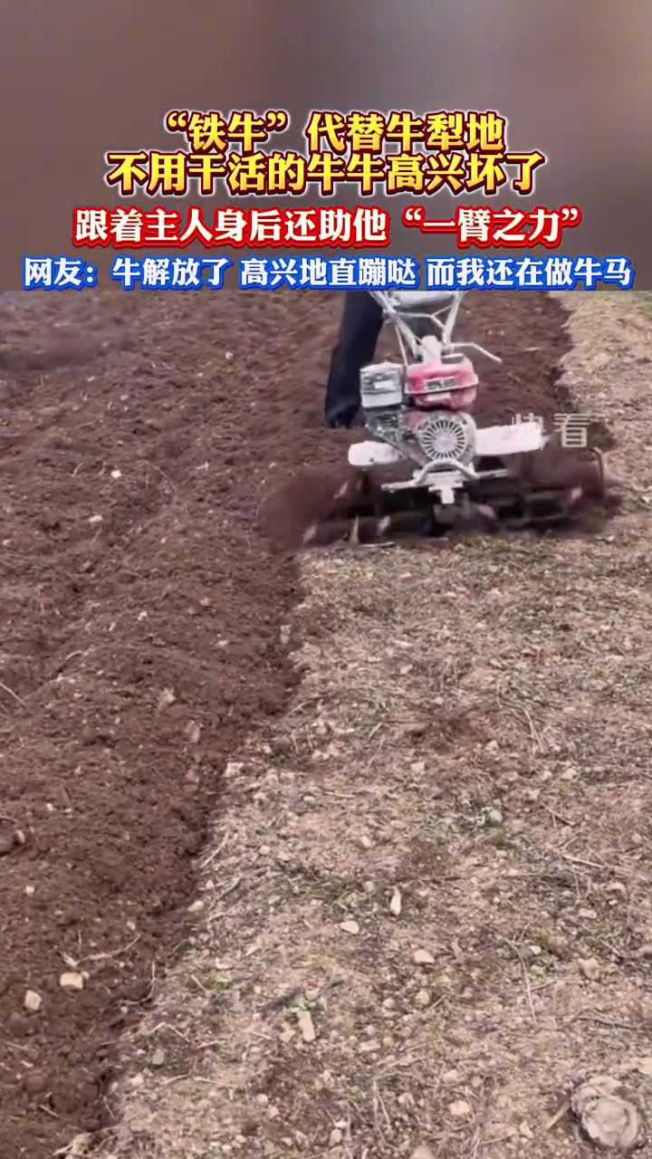 “铁牛”代替牛犁地，不用干活的牛牛高兴坏了