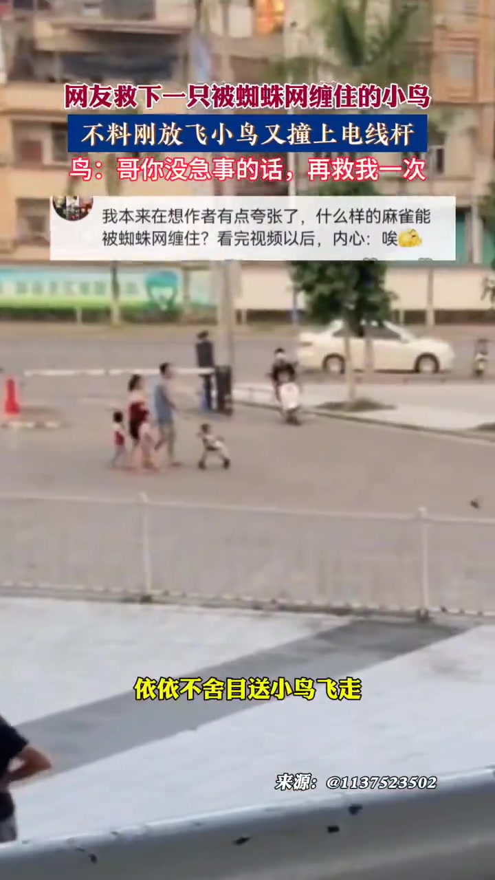 网友救了一只被蜘蛛网困住的小鸟，没想到刚放飞不久