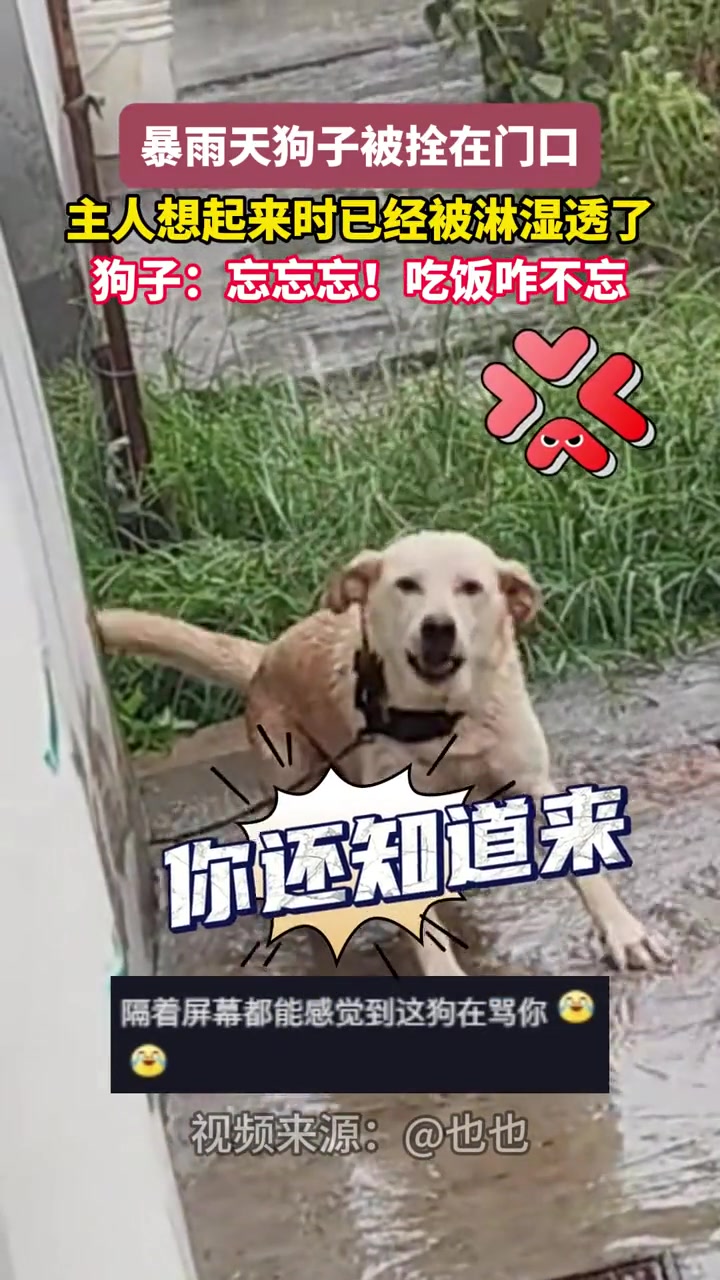这估计得骂一宿