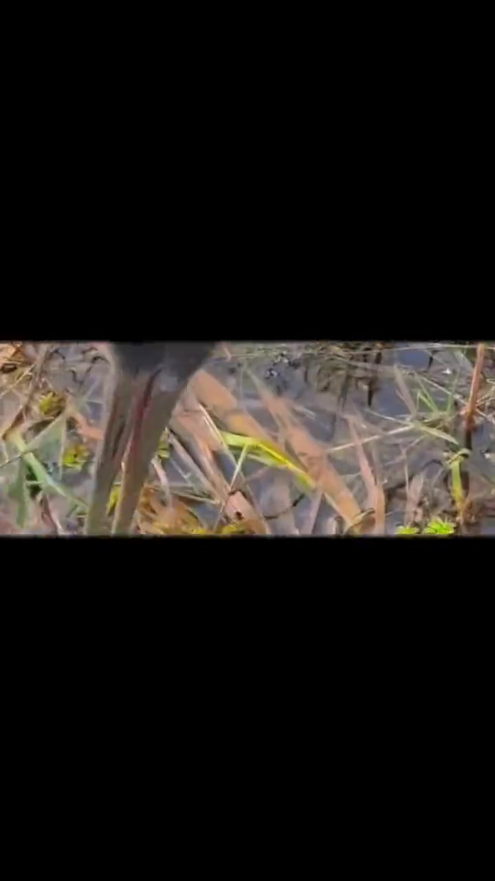 有钳的斗不过牙尖嘴利的