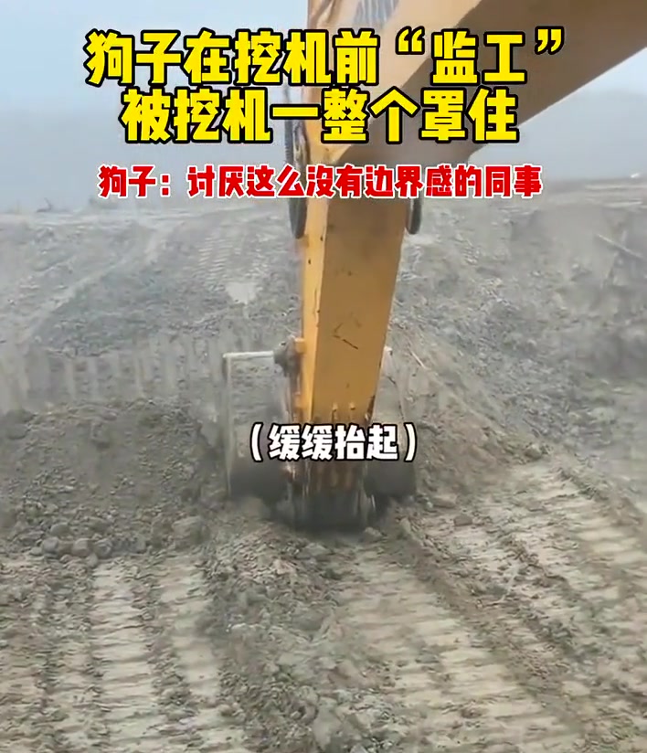 问君能有几多愁，恰似挖机盖狗头