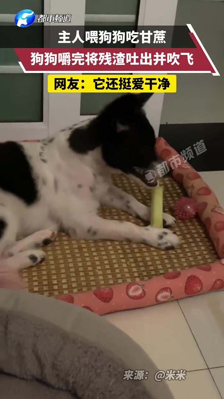 它还挺爱干净