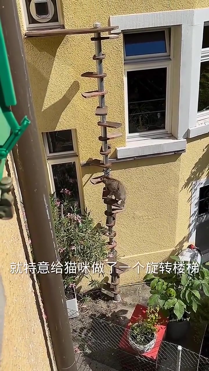 猫：每次回家头都晕晕的