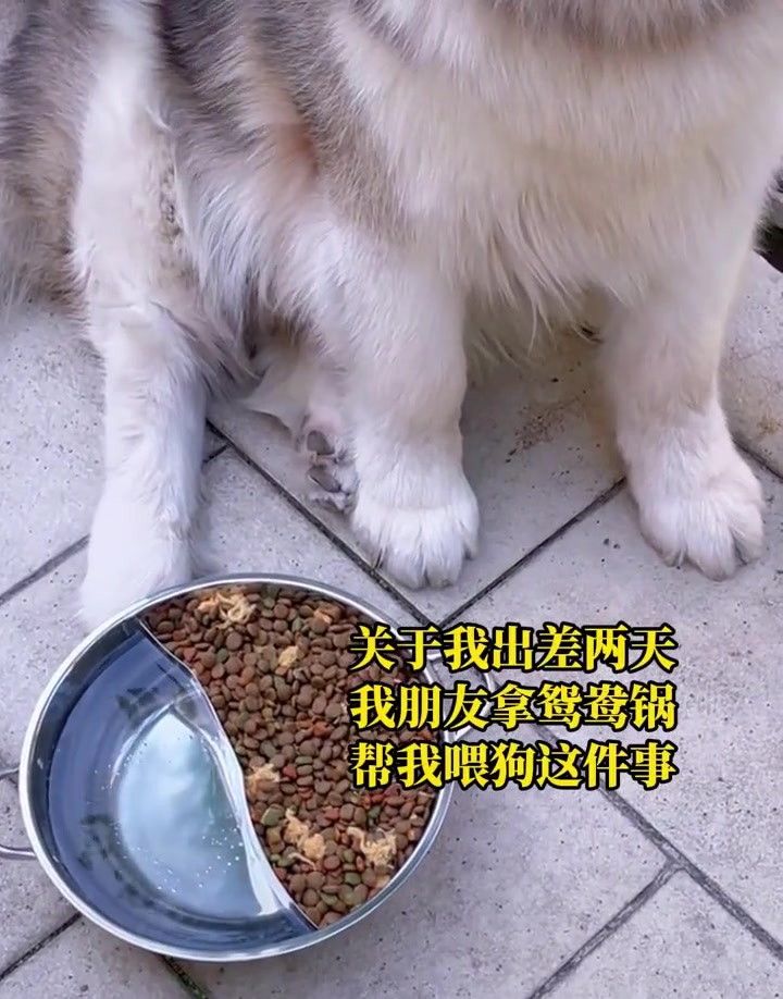 你这狗吃的不赖嘛，还还整鸳鸯锅