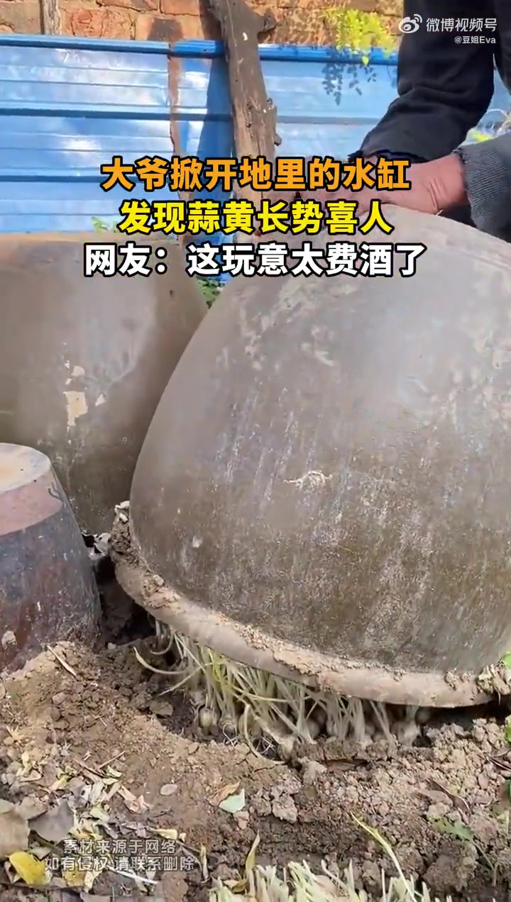 大爷掀开地里的水缸，发现蒜黄长势喜人！！