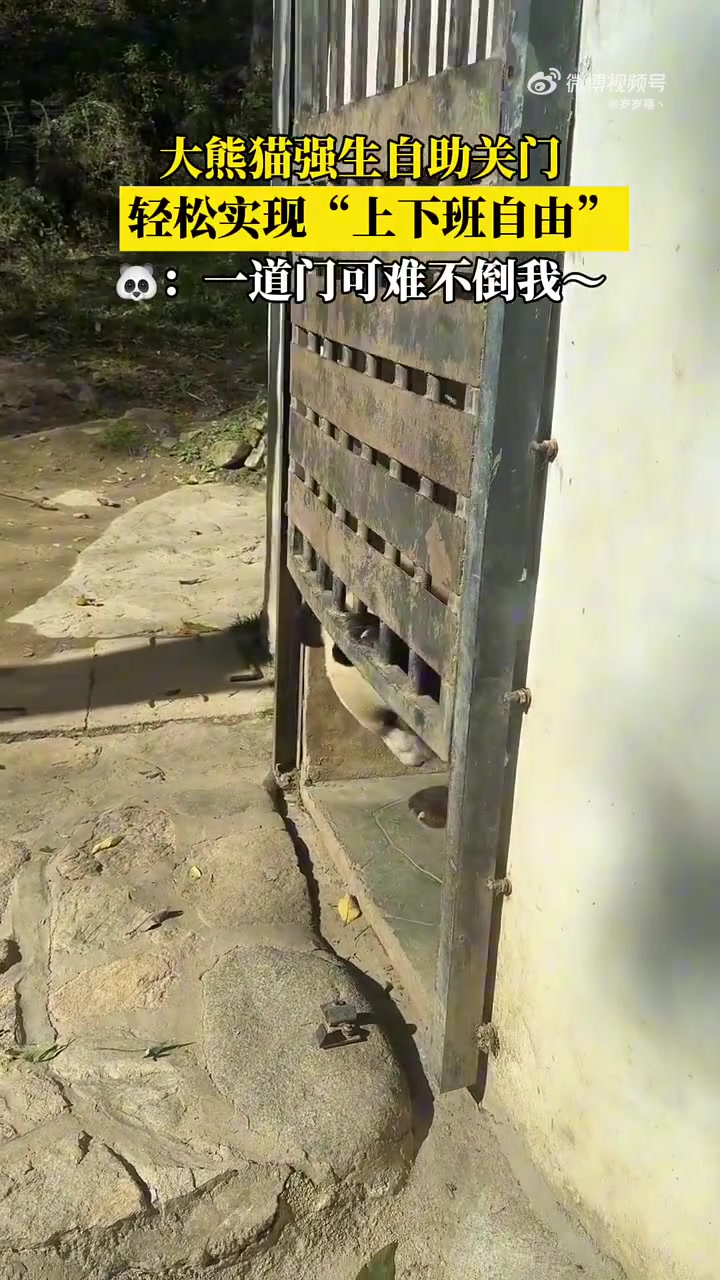 大熊猫强生自助关门下班，实现了上下班自由！！