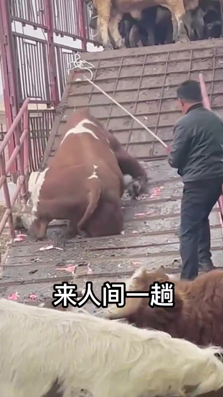 可怜的牛，受尽苦累和折磨！！！