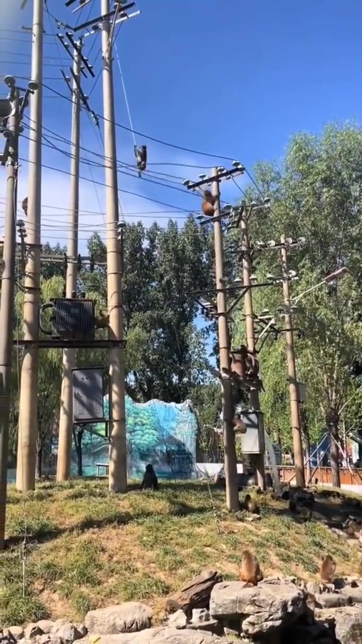 猴子不知道自己将要犯下什么错