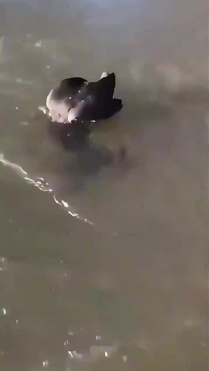 原来癞蛤蟆想吃天鹅肉是真事啊