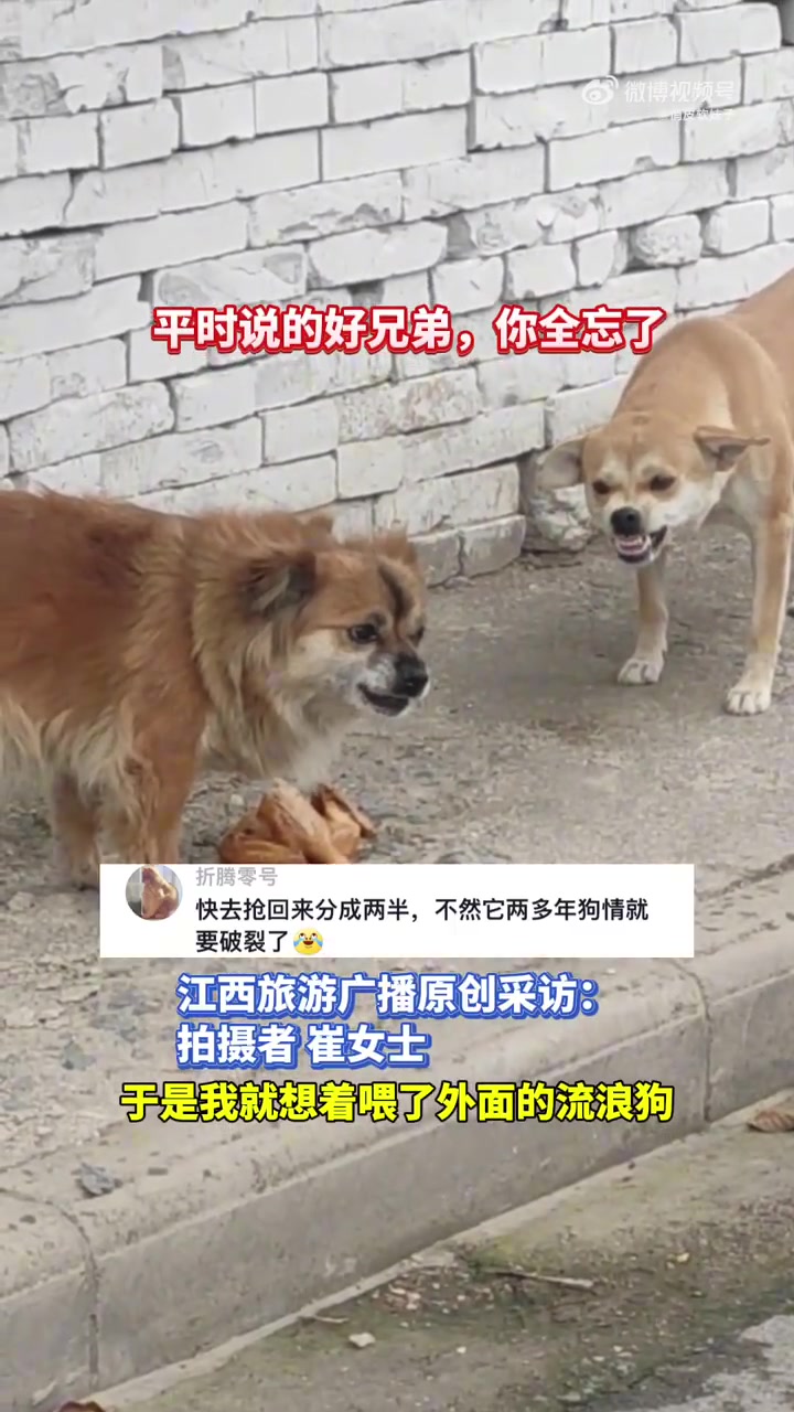女子买了一只烧鸡喂两只家养狗，没想到平时很好的朋友因食物吵架