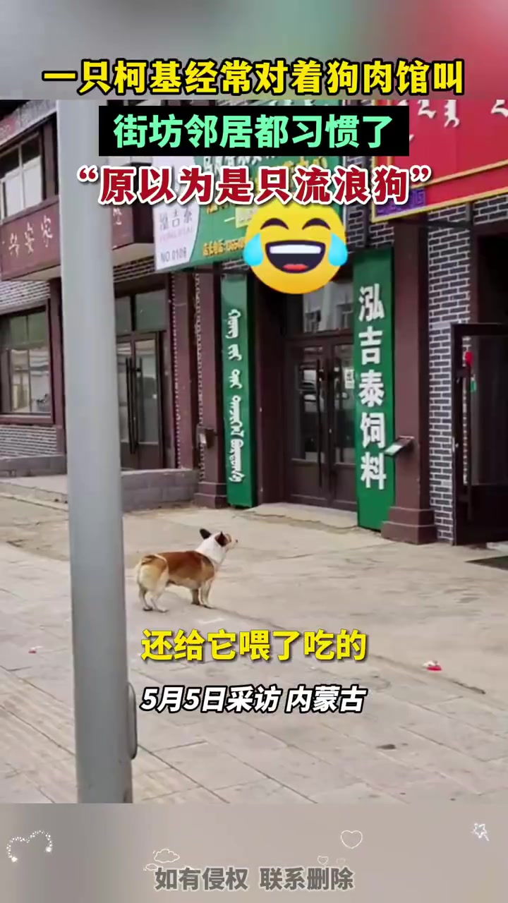 柯基日常对着狗肉馆叫唤