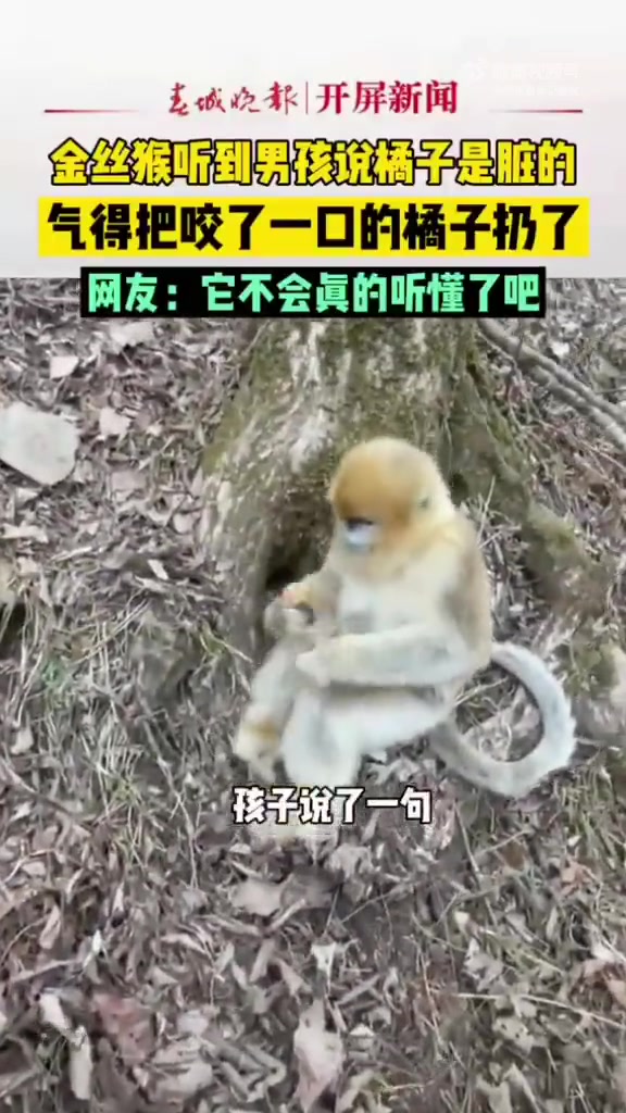 金丝猴听到男孩的话都愣住了
