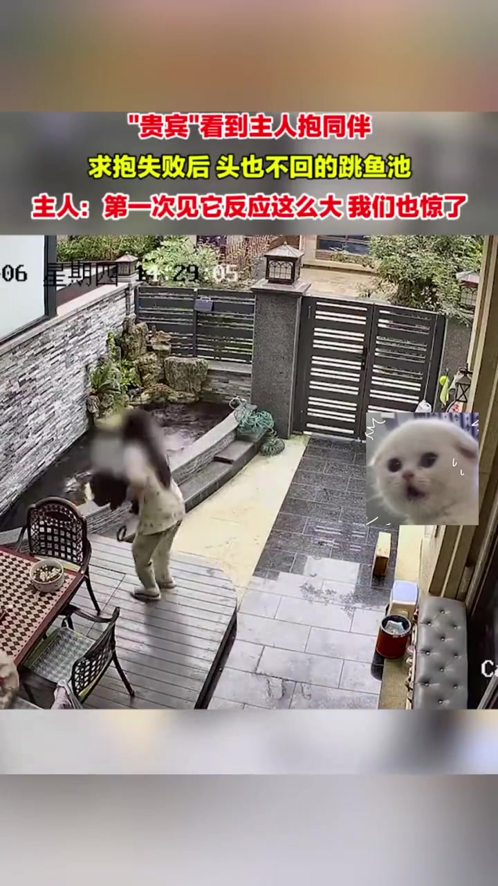 最爱“吃醋”的狗狗！“贵宾”看到主人抱同伴后