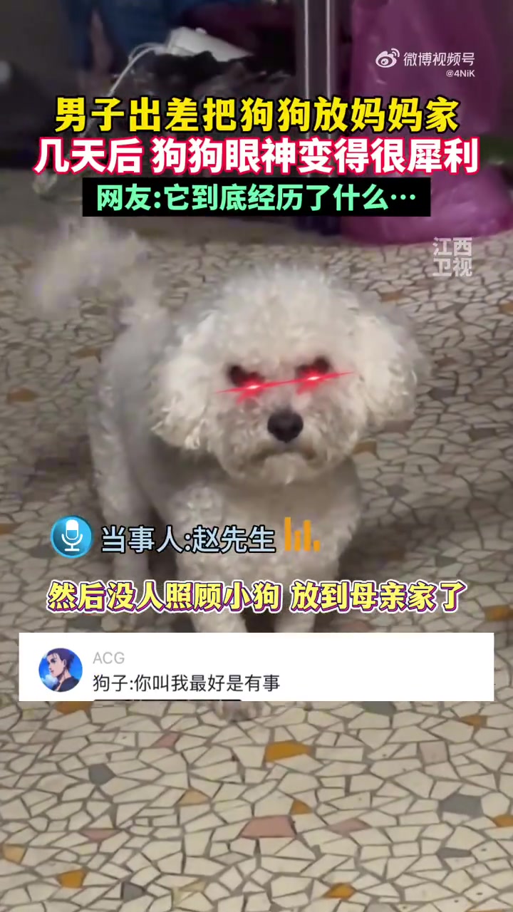 男子把狗狗寄养在农村妈妈家，几天后，狗狗眼神变得很犀利！