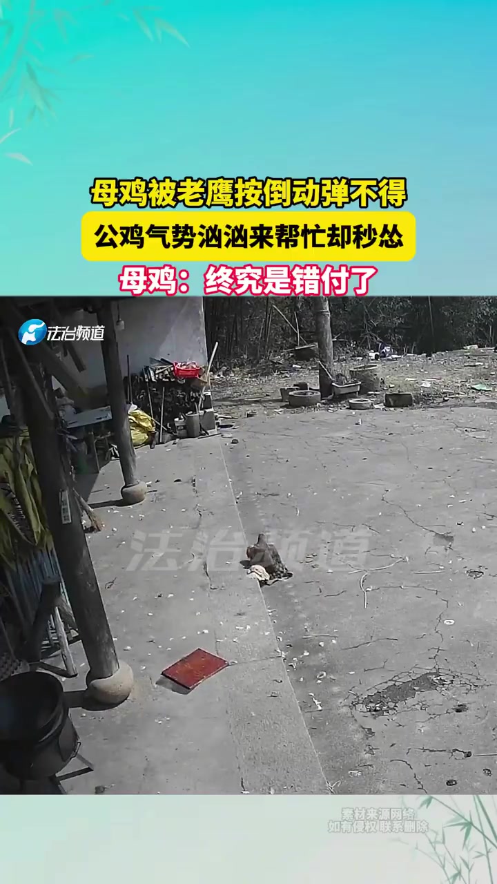 母鸡被老鹰按倒动弹不得，公鸡气势汹汹来帮忙却秒怂