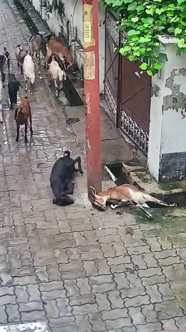 这是怎么回事谁能出来解释一下