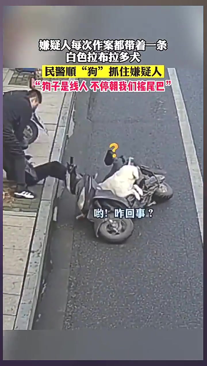 嫌疑人每次作案都带着一条今天白色拉布拉多犬