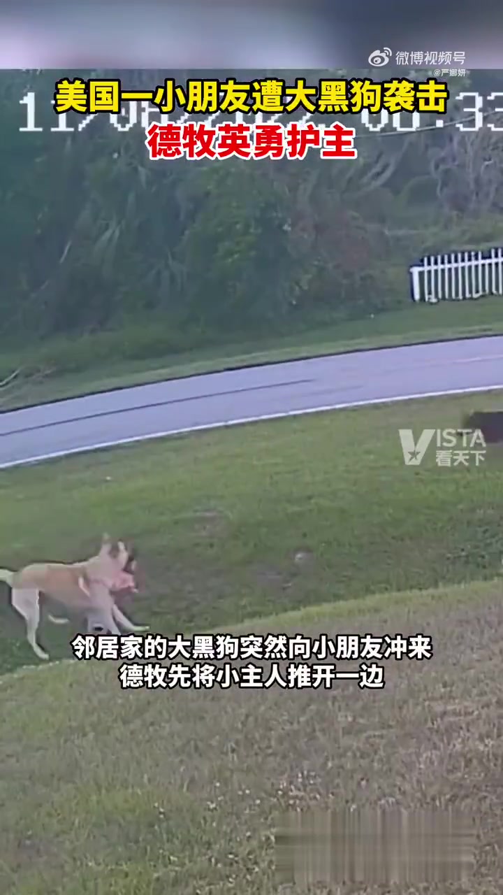 德牧英勇护主，今晚的鸡腿必须分你一半