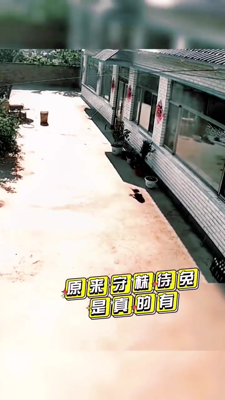 古有兔子撞树，今有大鸟撞墙，原来守株待兔真的有