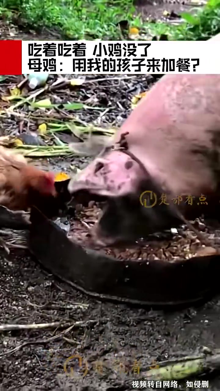 吃着吃着，小鸡不见了