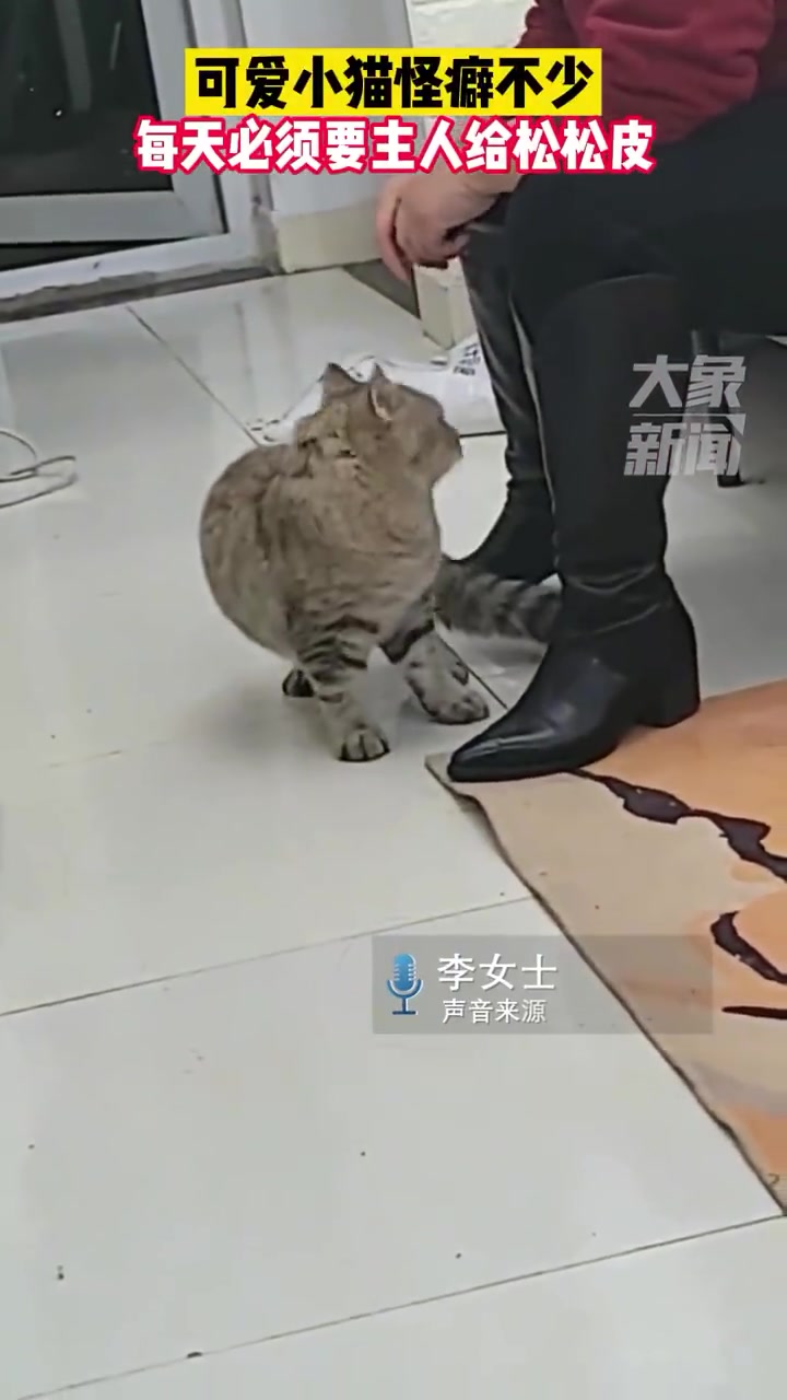 这只可爱的小猫有不少奇怪的习惯，每天都需要主人帮它放松皮肤