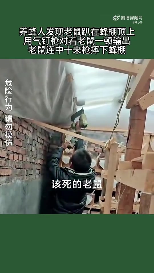 养蜂人发现老鼠趴在蜂棚顶上，用气钉枪对着老鼠一顿输出