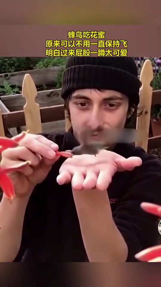 蜂鸟吃花蜜，原来可以不用一直保持飞