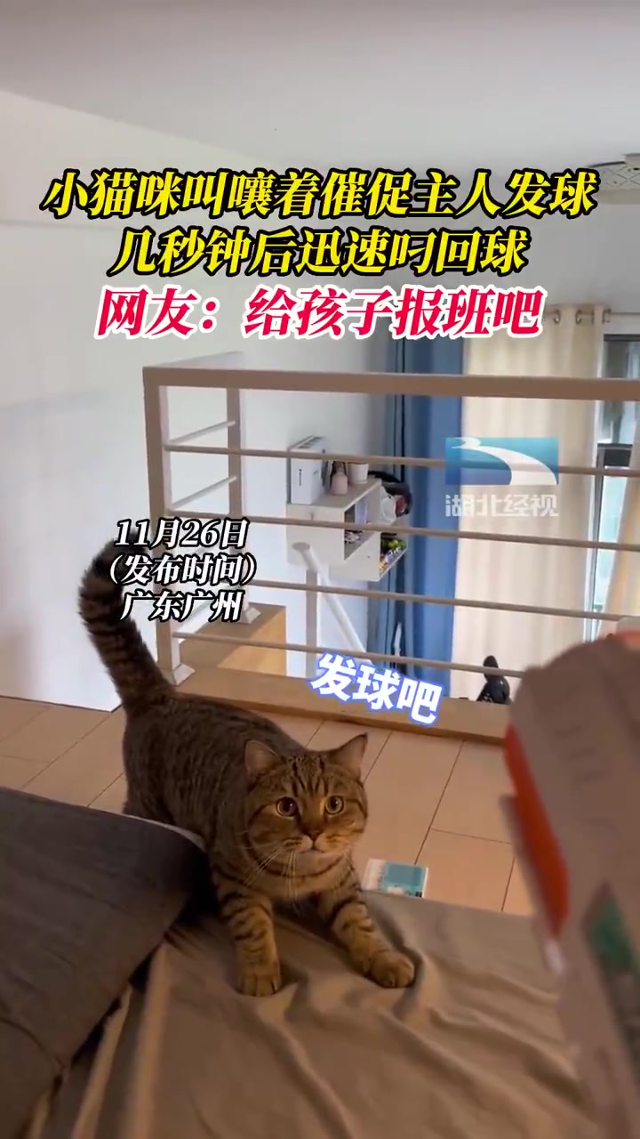 小猫咪叫嚷着催促主人发球，几秒钟后迅速叼回球，给孩子报班吧