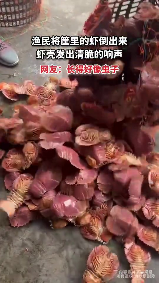 这个虾，大家看得像什么