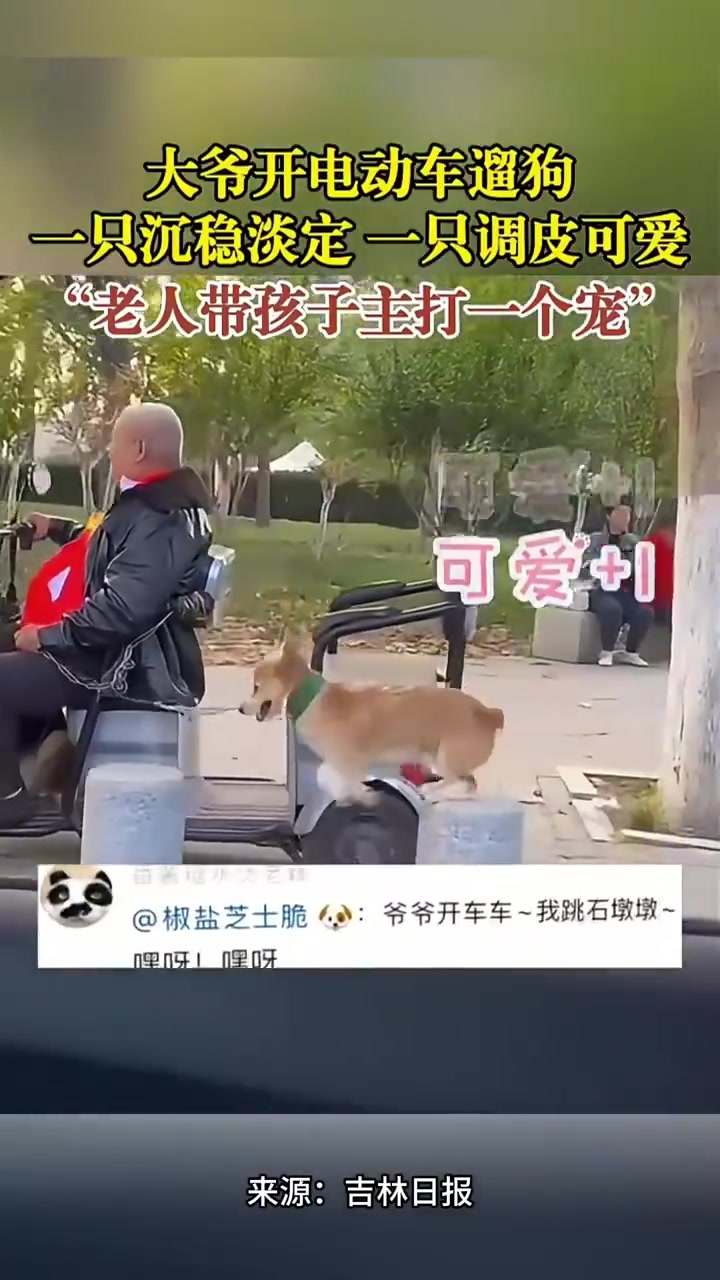 大爷开电动车遛狗，一只沉稳淡定一只调皮可爱