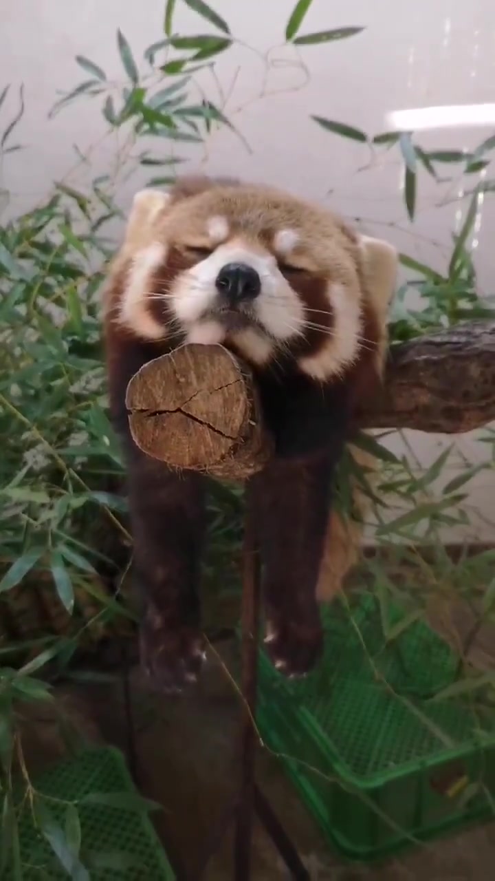 饲养员拍摄的打瞌睡的小熊猫这也太可爱了