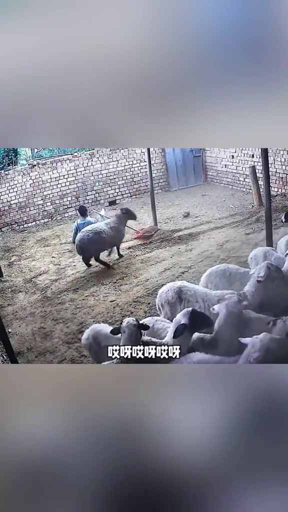 这下子保证不是摆拍了：这羊疯了，白养活了，把大叔给气的