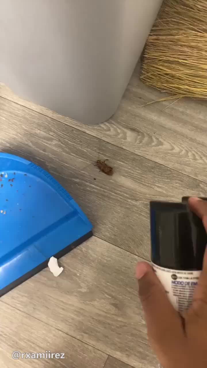 发现蟑螂后的我