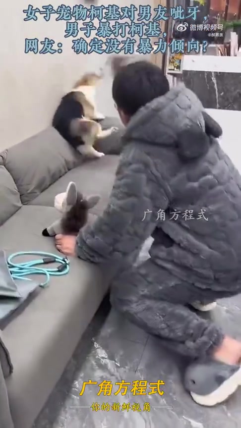 柯基对人龇牙，男子对狗狗一顿教育网友：男子做的对