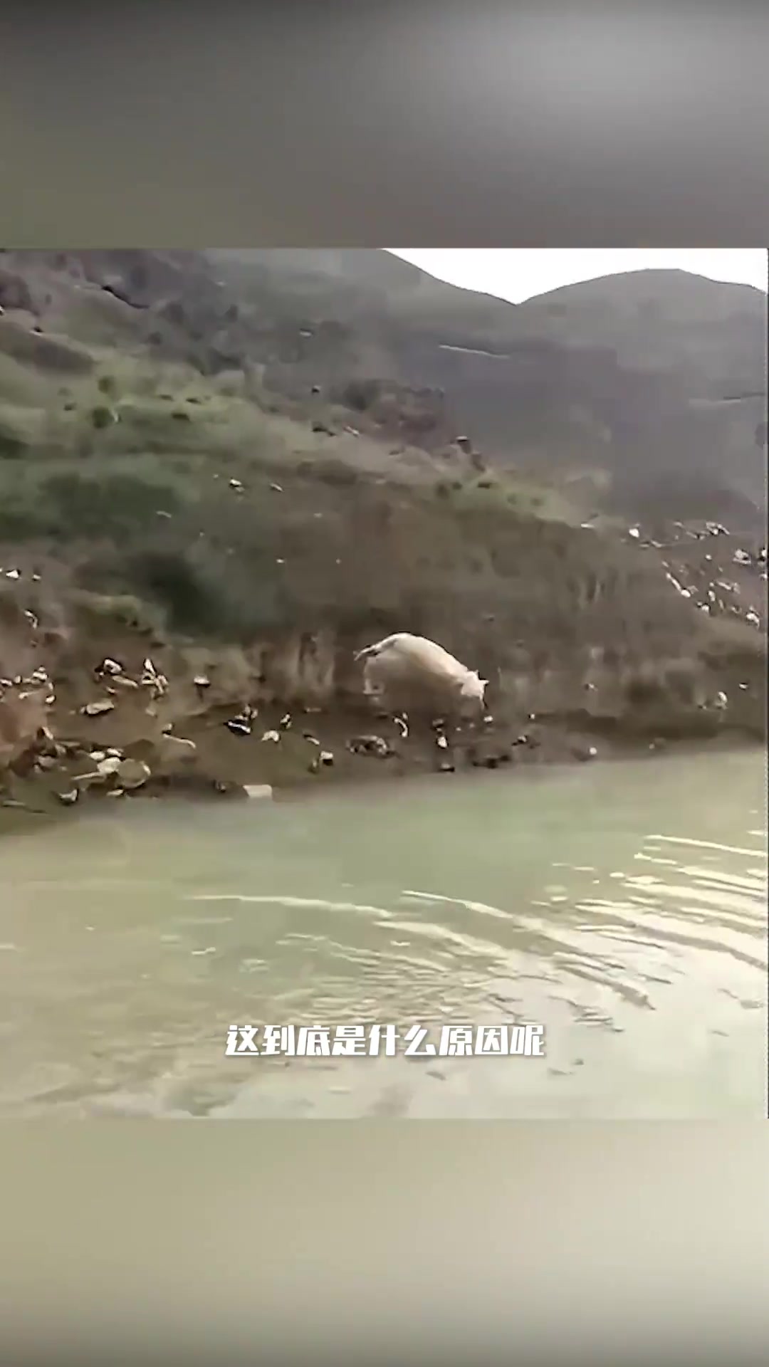 羊为啥被丢入湖水中，一探究竟！