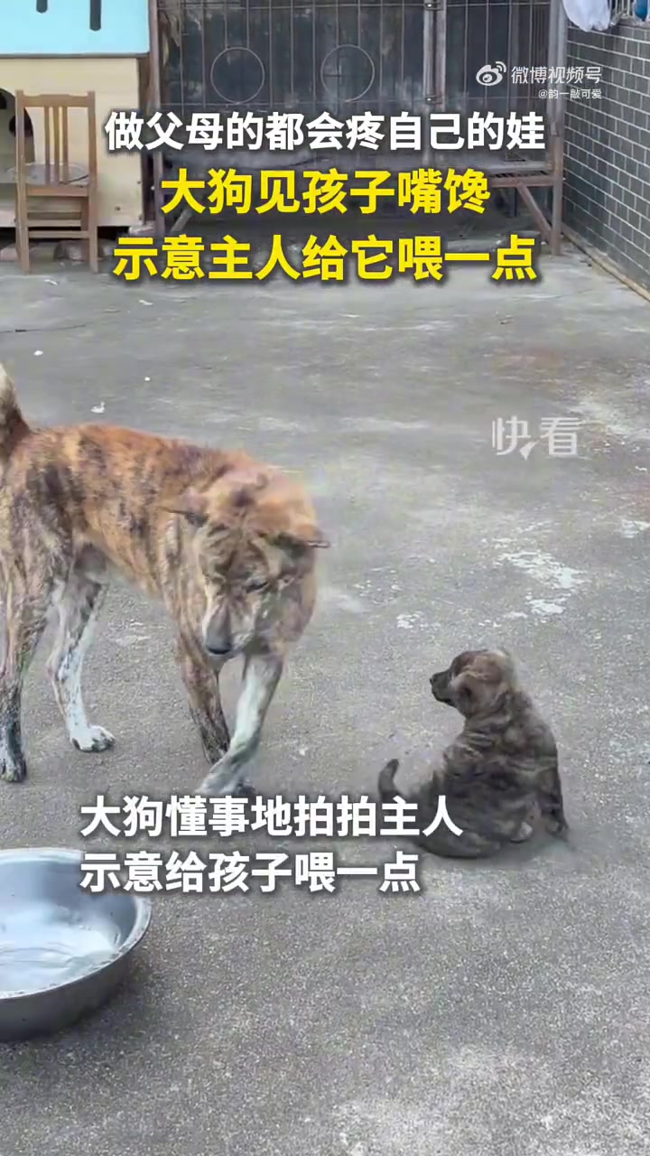 做父母的都会疼自己的娃，大狗见孩子嘴馋，示意主人给它喂一点