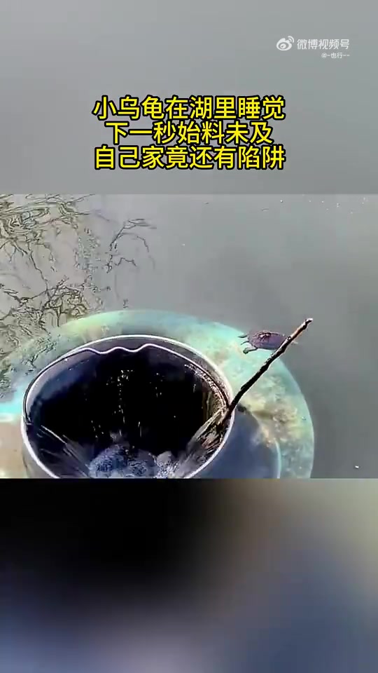 小乌龟在湖里睡觉，下一秒始料未及，自己家竟还有陷阱