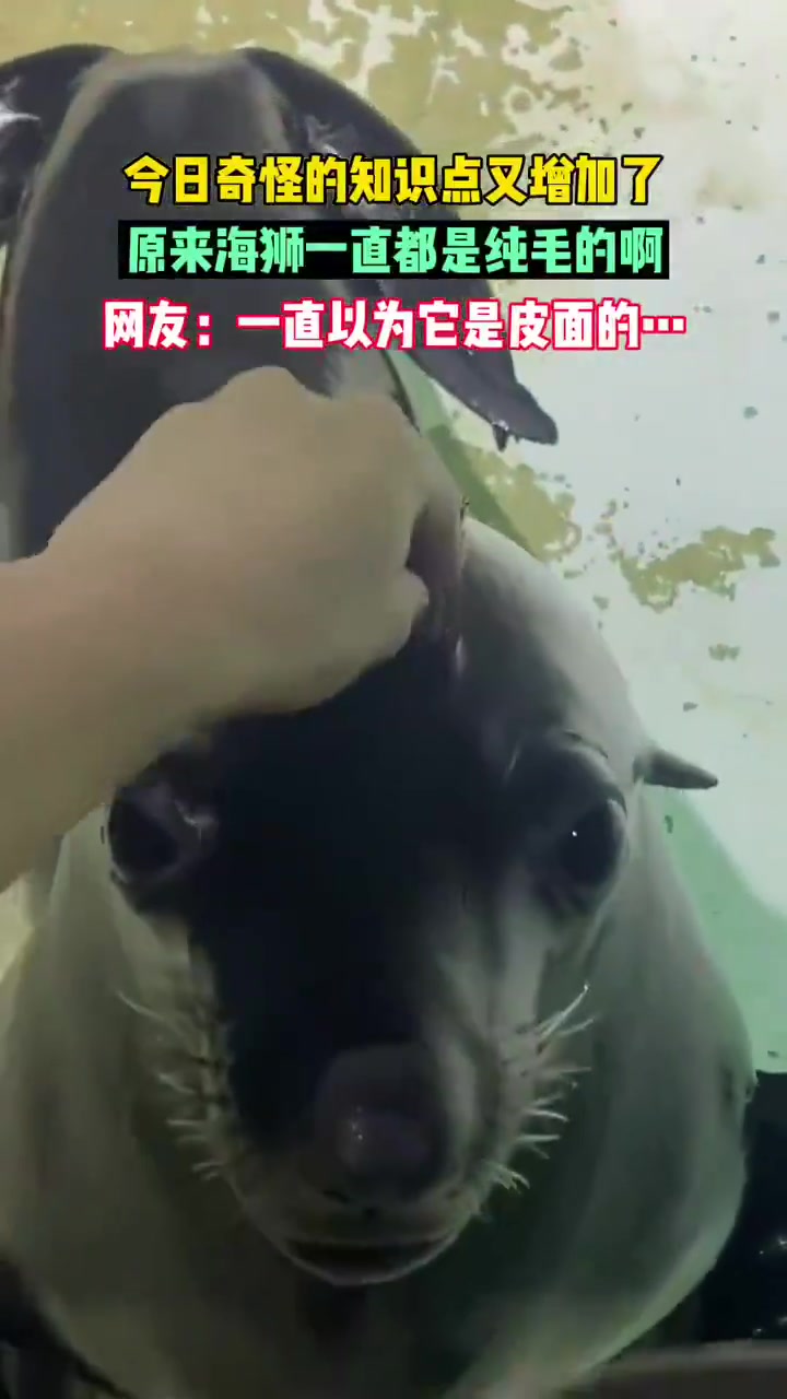 一直以为海狮是光滑的皮肤
